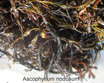Bladderwrack Kelp Dried Seaweed Garden Fertilizer, Ascophyllum Nodosum, Fresh Dry Knotted Wrack Ocean Trace Mineral Soil Amendment