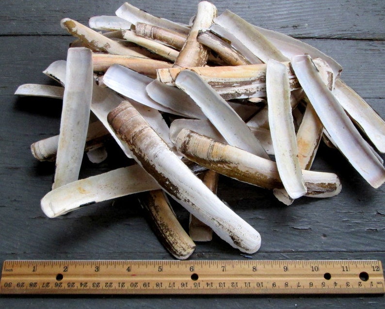 50 Bulk Natural Razor Clam Shells Long Narrow Jackknife Etsy