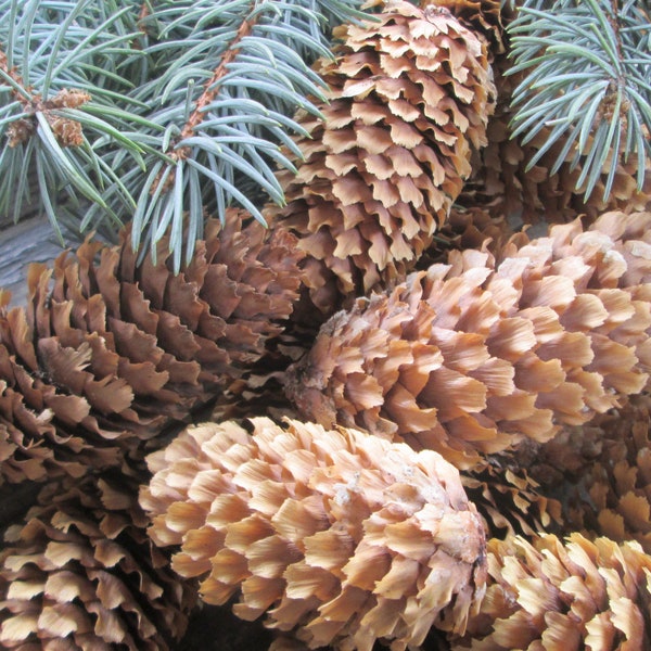 25 pc Colorado Blue Spruce Cones,  Rustic Cottage Decor, Wreath or Swag Supply, Pine Cones for Centerpiece or Mantle