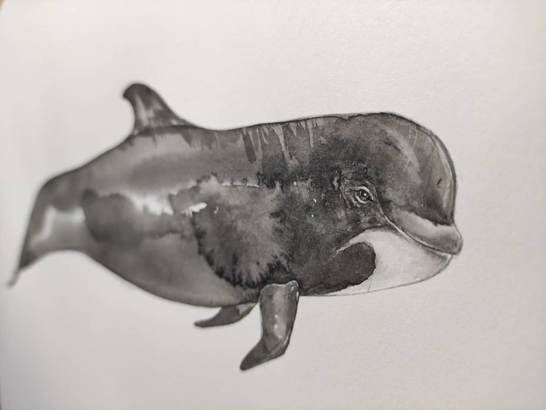 Original watercolor of a pilot whale globicephala ocean whale image 2