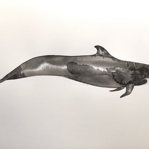 Original watercolor of a pilot whale globicephala ocean whale image 1