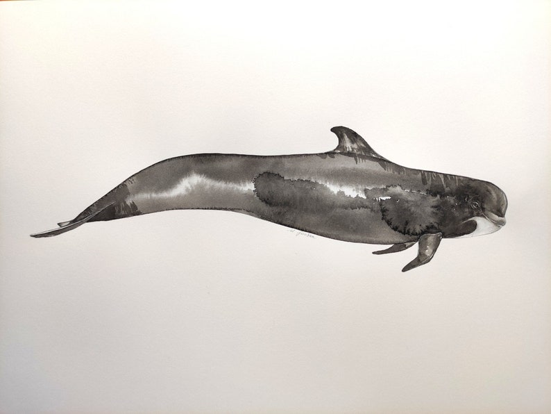 Original watercolor of a pilot whale globicephala ocean whale image 1