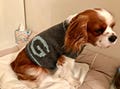 Monogrammed Dog Sweater: Handmade Knitted Puppy Clothes product logo