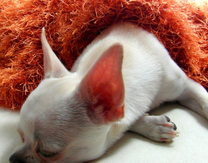 PET-Decke Chihuahua Decke Hund Bettwäsche Weiche | Etsy