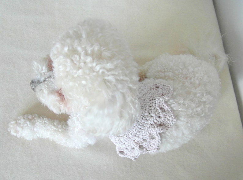 Set Di Guinzaglio Per Cani In Pelle Scamosciata, Regolabile - Foto 7