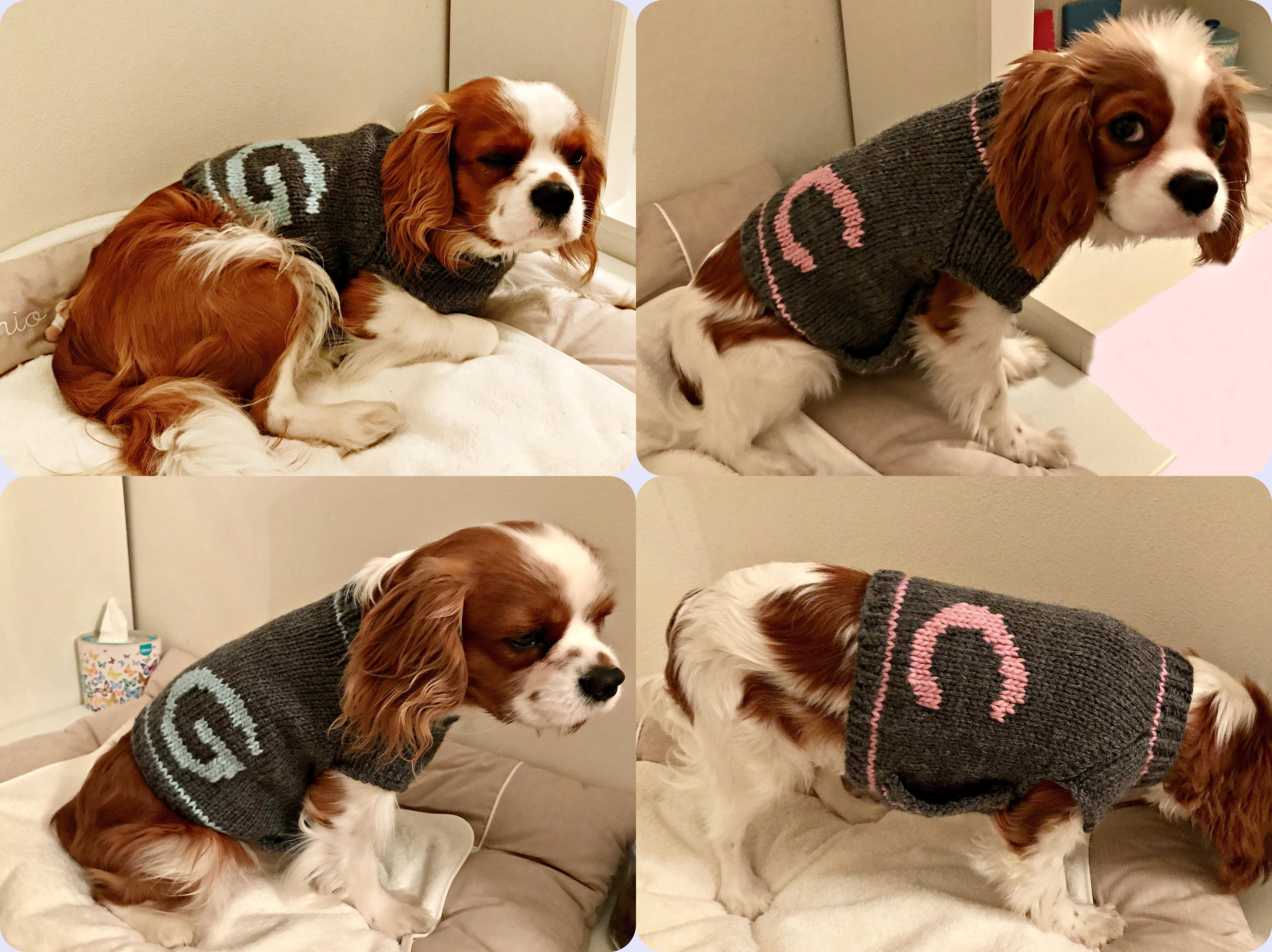 monogrammed dog sweaters
