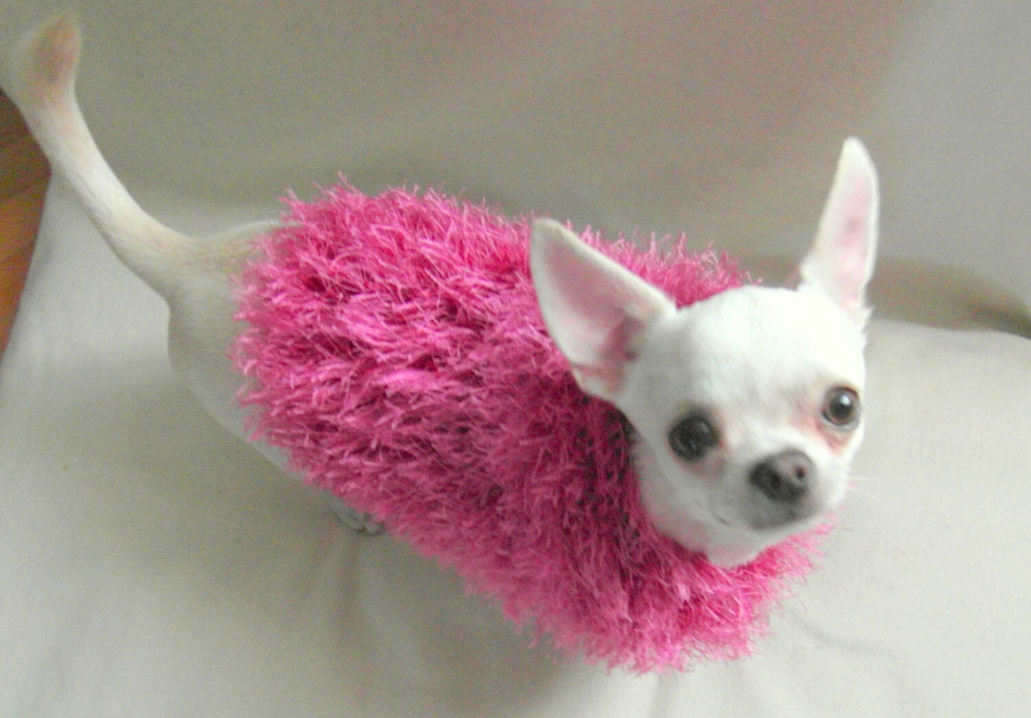 Chihuahua Director's Chair Hoodie