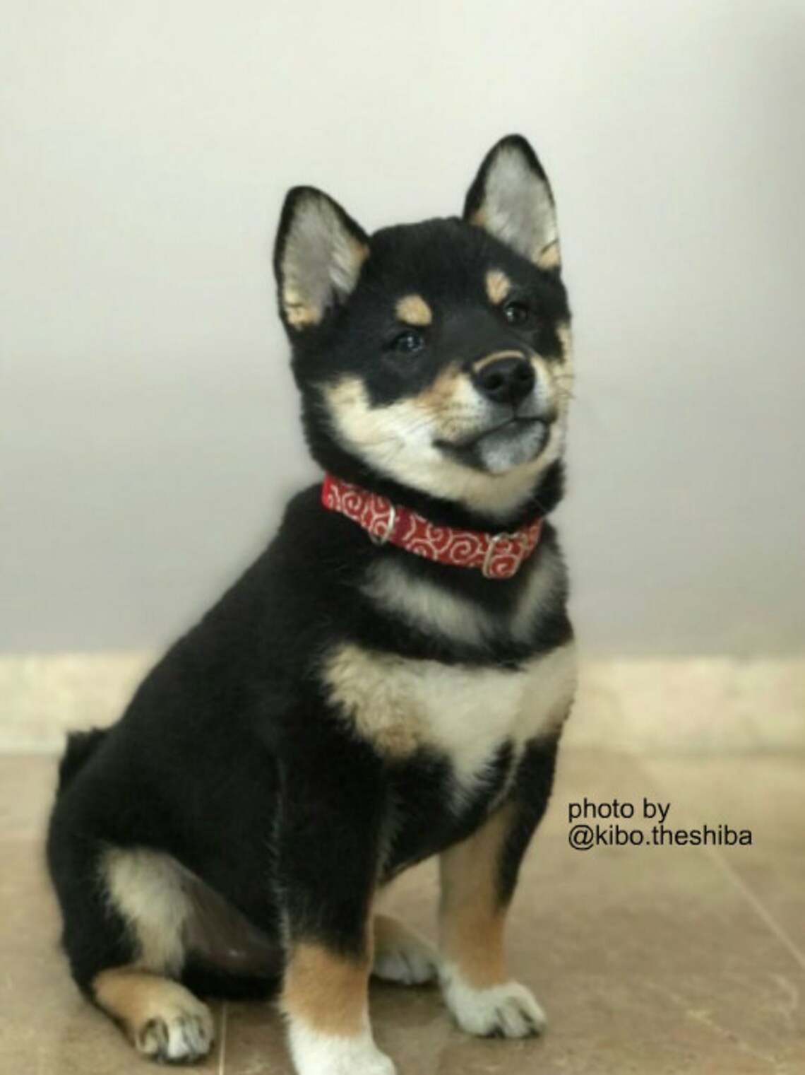 Brick Red Karakusa Puppy Collar Shiba Inu Dog Collar Girl Etsy