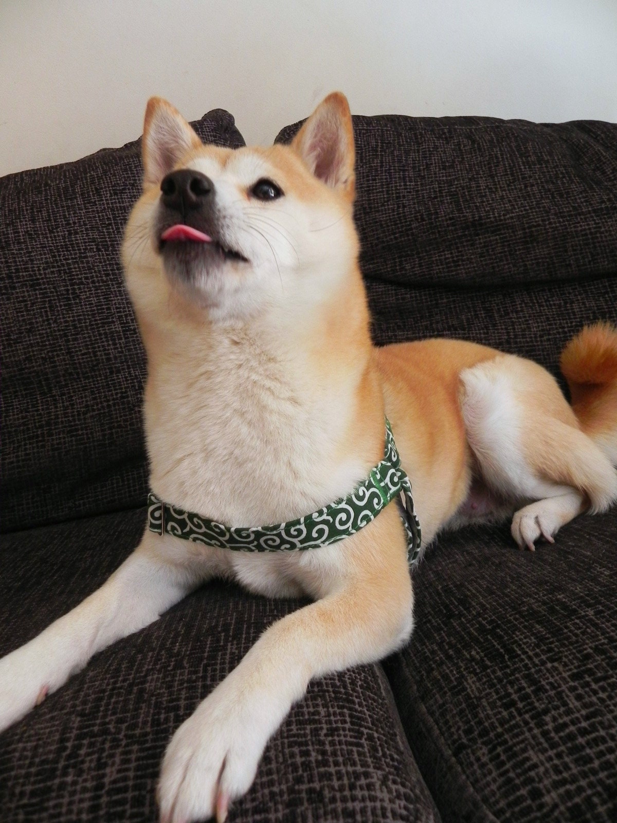 shiba harness