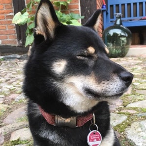 Black tan Shiba Inu with Japanese collar Konami Red.