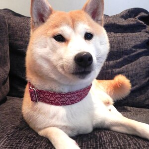 Pu&ograve; includere: Un cane Shiba Inu con un mantello bianco e marrone, che indossa un collare a fantasia rosso e bianco. Il cane &egrave; sdraiato su una superficie strutturata grigio scuro, con la coda visibile. Il cane ha occhi neri e naso nero.