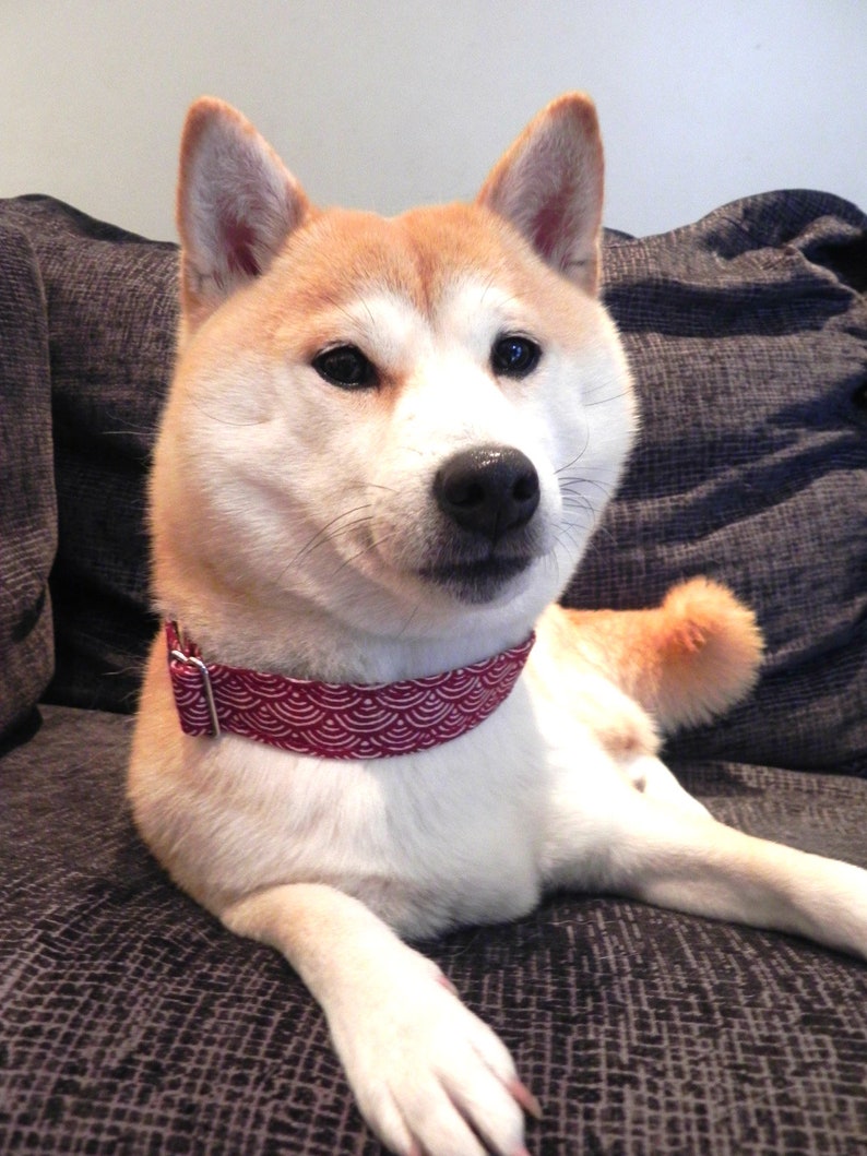Pu&ograve; includere: Un cane Shiba Inu con un mantello bianco e marrone, che indossa un collare a fantasia rosso e bianco. Il cane &egrave; sdraiato su una superficie strutturata grigio scuro, con la coda visibile. Il cane ha occhi neri e naso nero.