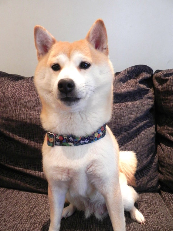 Colorful Dog Collar Japanese Imported Fabric Collar Dark Blue Dog Collar Metal Buckle Collar Luxurious Dog Collar Sasa