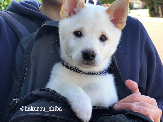 blue shiba inu