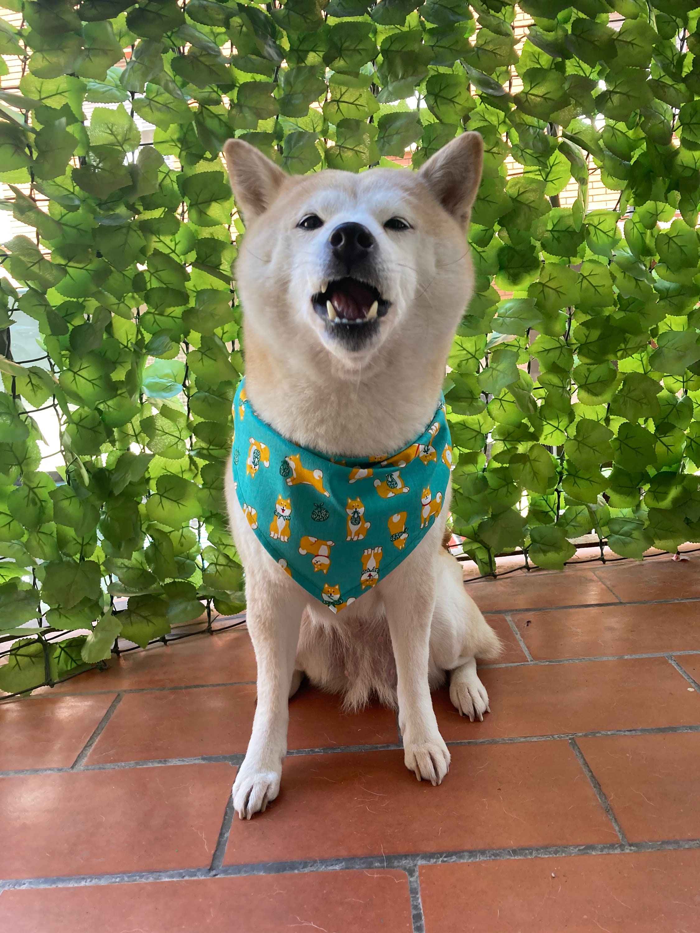 Shiba inu dog best sale accessories