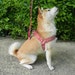 see more listings in the Dog Harness section