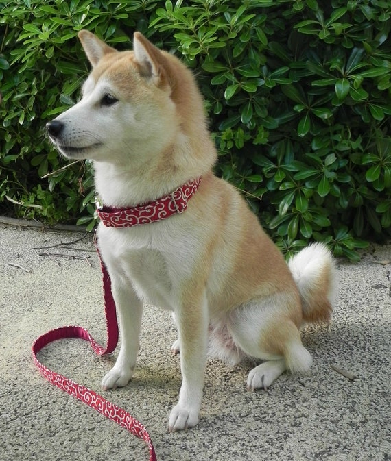 Shiba Inu Dog Collar Popular Japanese Karakusa Pattern Red And White Dog Collar Red Karakusa Ii