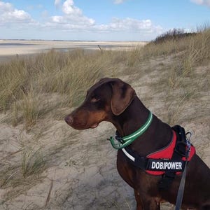 Rare French-found Vintage PORTMEIRION Botanic Garden SPEEDWELL English Porcelain Teacup & Saucer-c.1972-Versatile pieces-for Use/Display