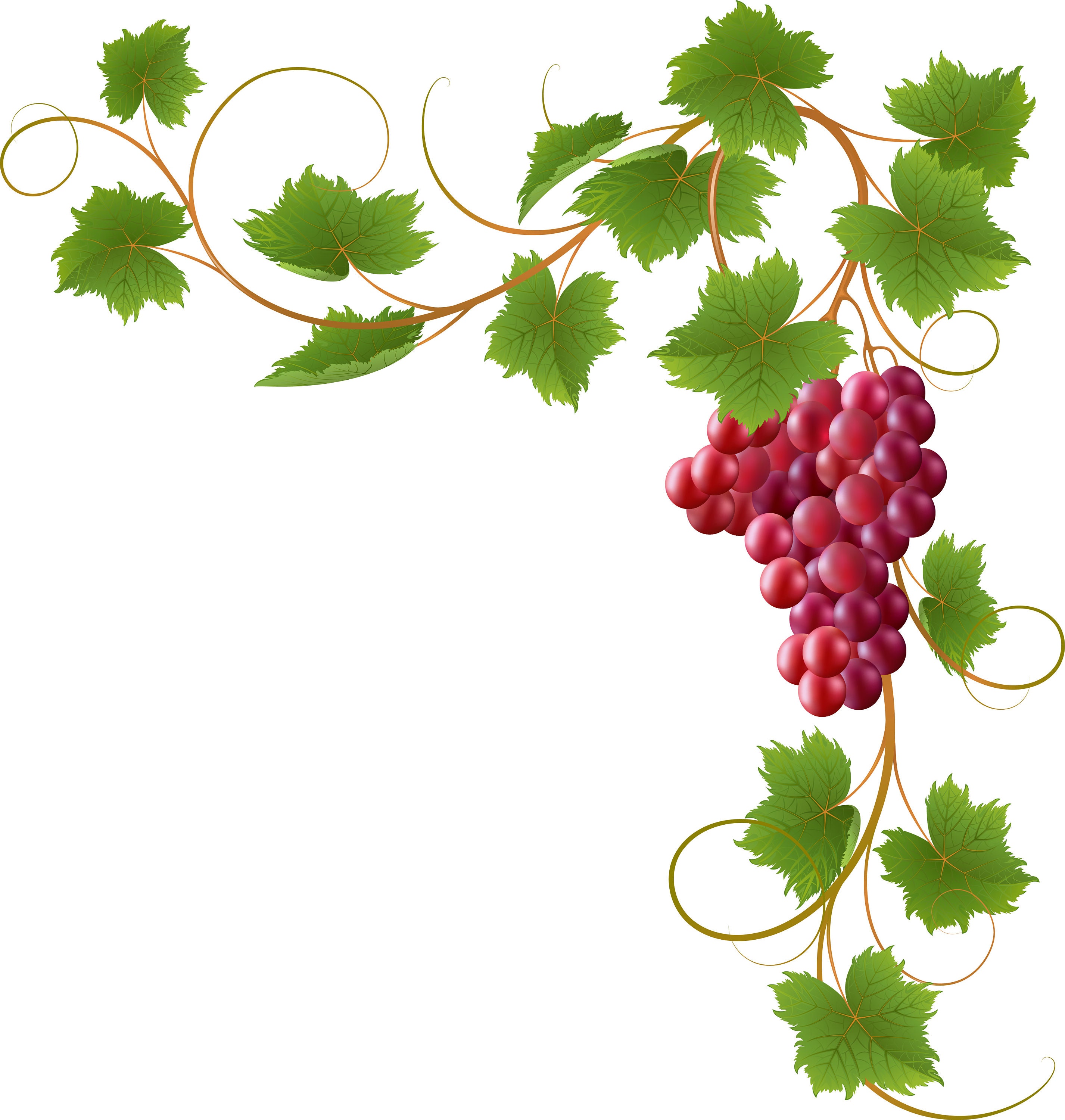 grapevine borders clipart