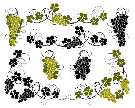 Download Curly Vine Of Green Grapes With Fruits Svg Grape Leaves Vine Etsy