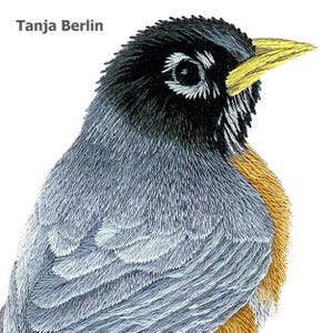 May include: Close-up of a robin's head, with a black head, yellow beak, and grey and orange feathers. The bird's eye is visible, and the image is a detailed illustration.