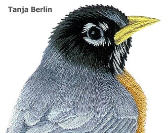 May include: Close-up of a robin's head, with a black head, yellow beak, and gray and orange feathers. The bird's eye is visible, and the image is a detailed illustration.