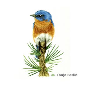 Eastern Blue Bird on Pine Branch Needle Painting Hand Embroidery Kit and PDF File with Colour Work-in-Progress Photos