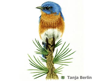 May include: A bluebird with a blue head, orange chest, and white belly perched on a green pine branch. The bird is facing to the left. The artist's signature, "Tanja Berlin", is in the lower right corner of the image.