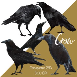 May include: A digital illustration set featuring four black crows in various poses, rendered in a watercolour style. The image includes the white text Crow, Transparent PNG, and 300 DPI, set against a split white and gold background.