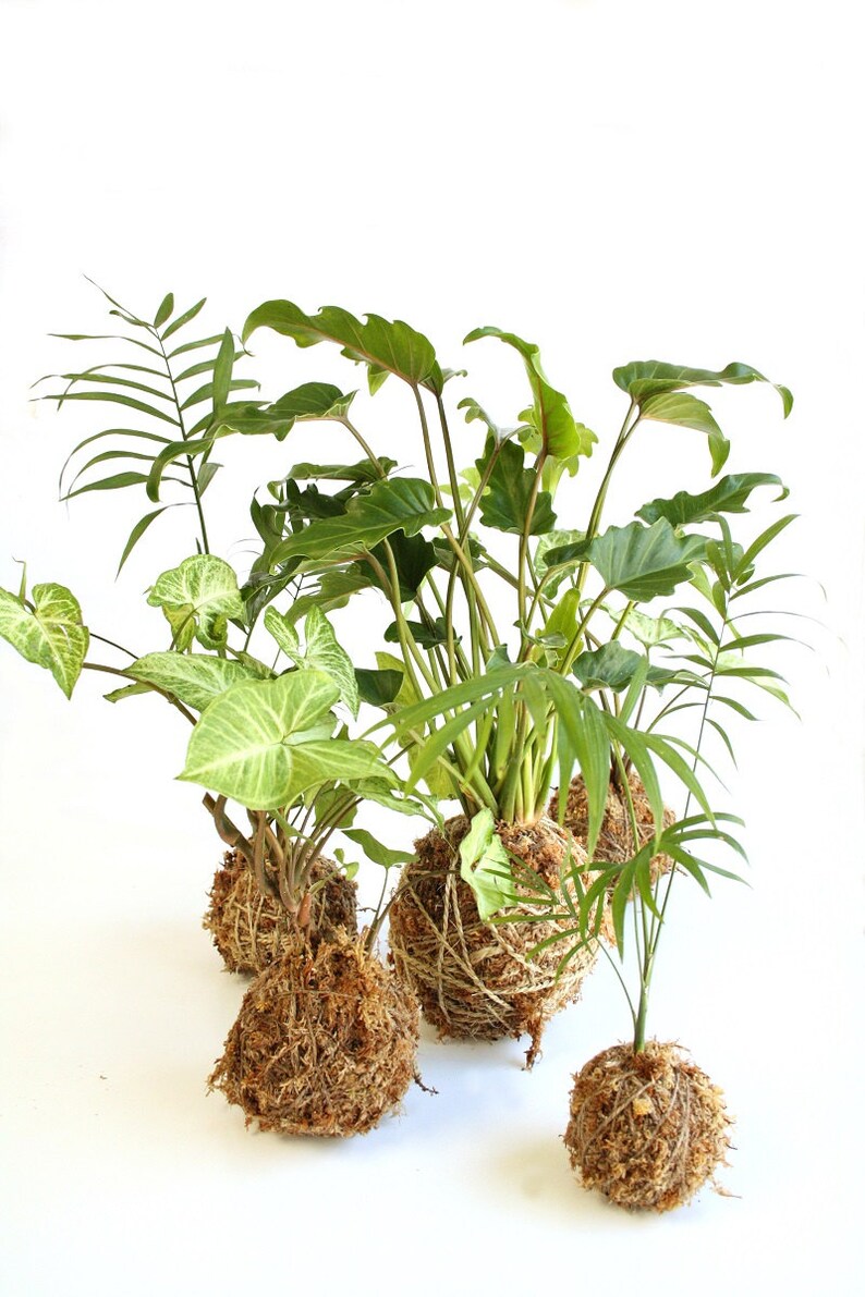 Basic Kokedama Kit Moss Ball DIY Etsy