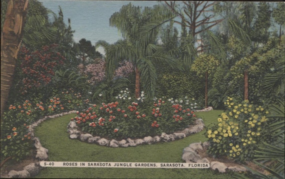Roses In Sarasota Jungle Gardens Sarasota Florida Vintage Etsy
