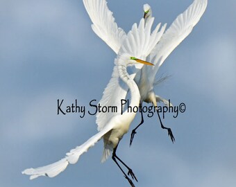 Great Egrets, Florida birds, wildlife photography.    Wall art, wedding or anniversary gift.   FREE SHIPPING!