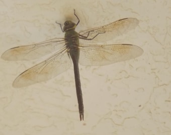 Dragonfly Digital Download, Nature Photo, Dragonfly Photo