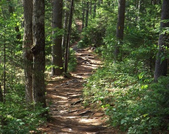 Woodland Path Digital Download, Nature Photo, Outdoor Photo, Pathway Photo, Scenic Photo, Woods Photo