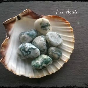 Peut inclure: Plusieurs pierres d'agate arborisée polies dans un grand coquillage blanc et marron. Les pierres sont principalement blanches avec des motifs verts et gris. Le texte "Tree Agate" est écrit en cursive.
