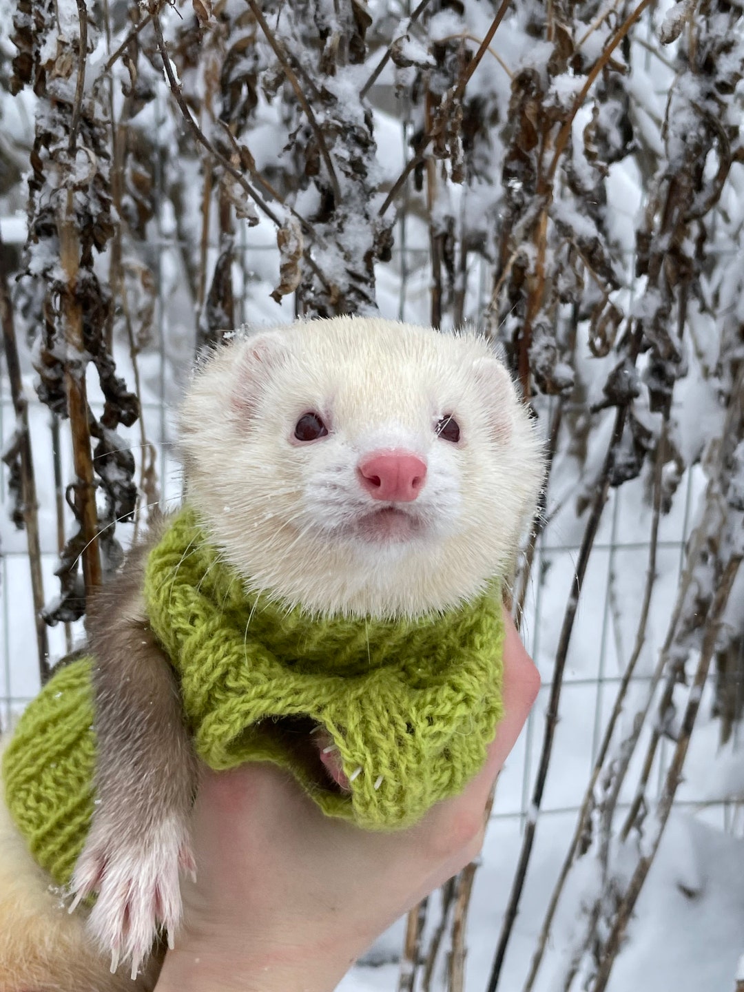 Ferret jumper deals