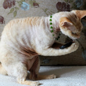 Puede incluir: Un gato sin pelo de color marrón claro y blanco con un collar de cuentas verdes, sentado en un sofá estampado, mirando un objeto negro en sus patas.