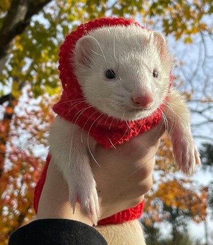 Ferret jumper discount