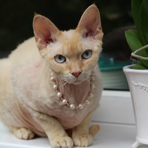 Cat Small Dog Necklace Genuine White Fresh Water Pearls With Magnetic Safety Clasp. Dog Sphynx Devonrex Cornish Rex Accessories Pet