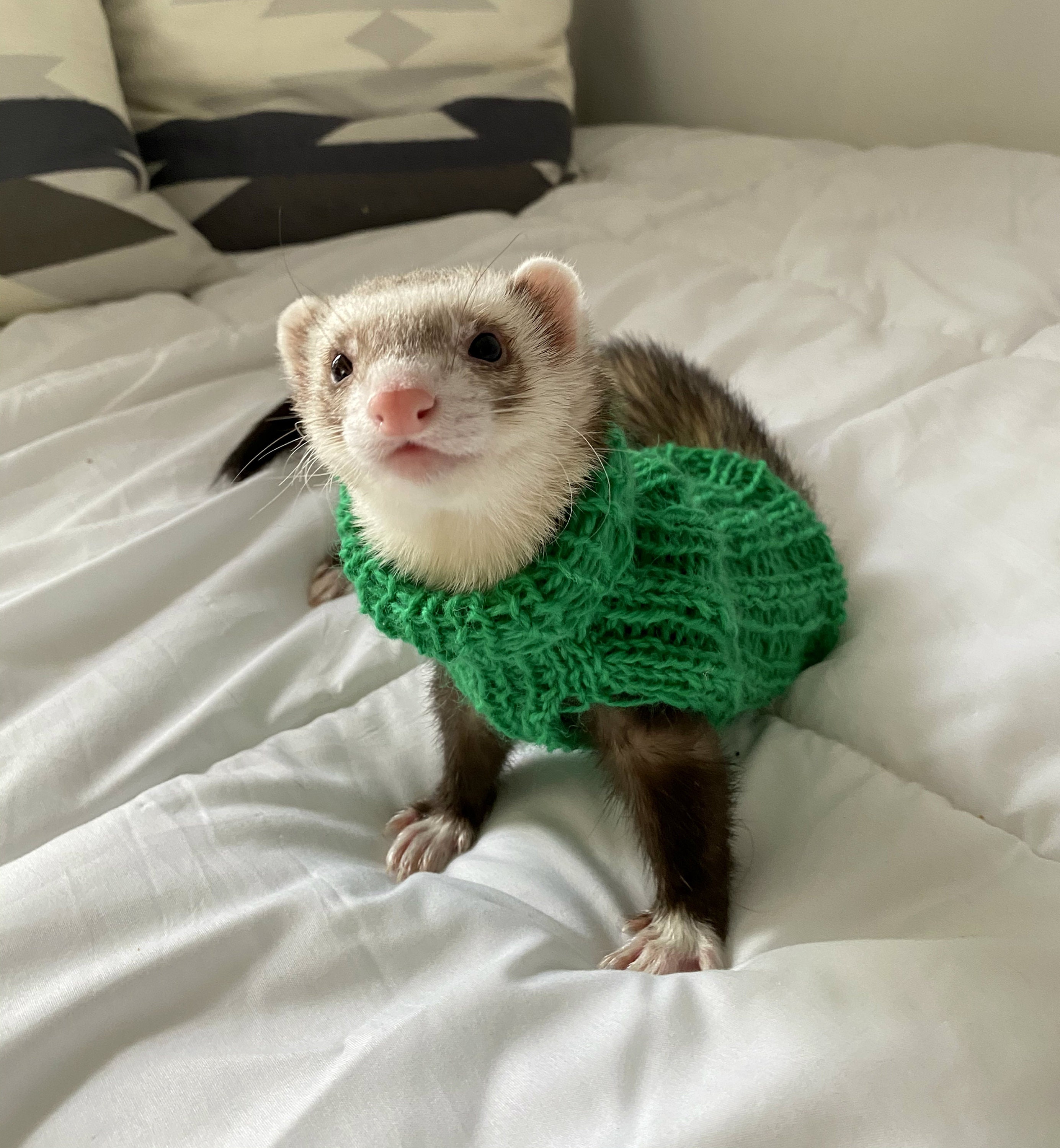 rosymonster❤️ferret knit vest ferret sweaters - TikTok Shop