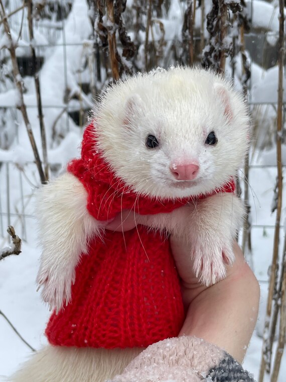Ferret christmas jumper sale