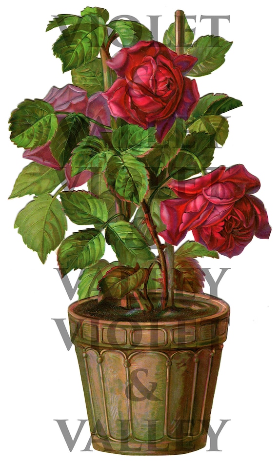 Victorian Chromolithograph Scrap of Flowerpot of Red Roses DIGITAL DOWNLOAD
