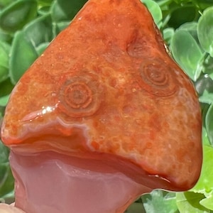 Lake Superior Agate Eyes Tubes Pink Red White Peeler Banding  .4 oz