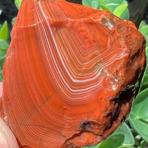 May include: A large, red agate with white and brown banding. The agate has a smooth, polished surface and is a natural stone.