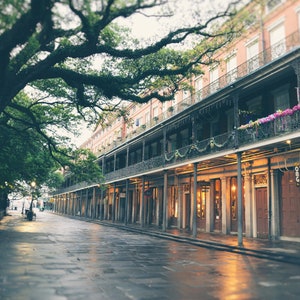 May include: A street lined with buildings with wrought iron balconies and a large oak tree in the foreground. The buildings have a red brick facade and are decorated with garlands of purple and green.