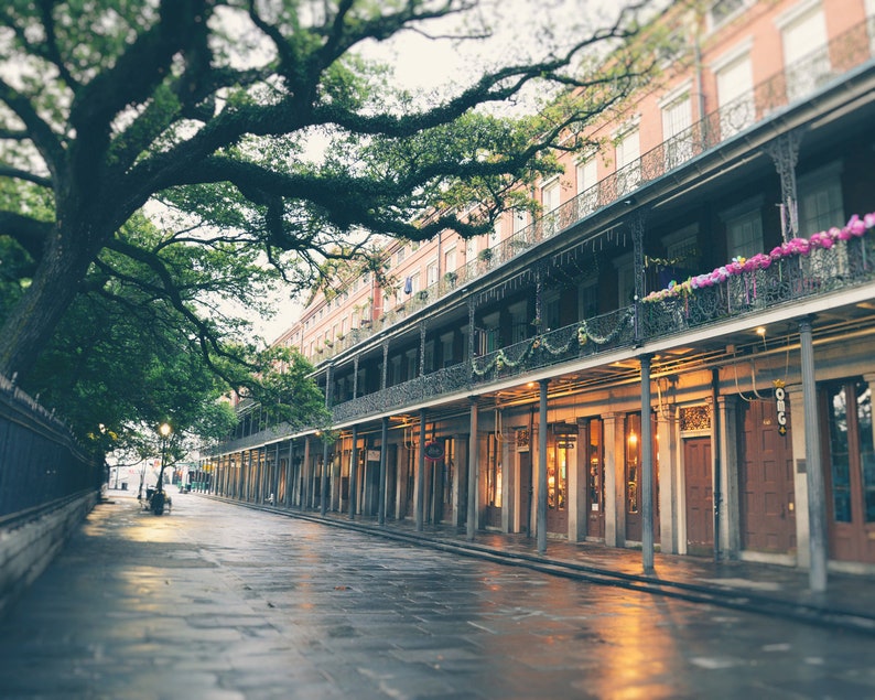 May include: A street lined with buildings with wrought iron balconies and a large oak tree in the foreground. The buildings have a red brick facade and are decorated with garlands of purple and green.