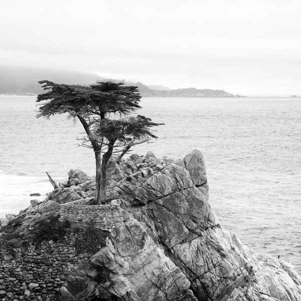 Lone Cypress Tree, Black and White Photography, California Coast, Landscape, Ocean Art, Monterey, Nature, Fine Art Print, Home Decor