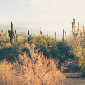 Cactus Print, Saguaro Cactus, Tucson Arizona Wall Art, Southwest Decor, Landscape Photography Print