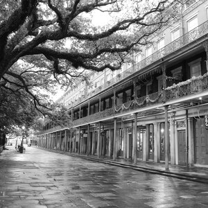 Pu&ograve; includere: Una foto in bianco e nero di una strada fiancheggiata da edifici con balconi e ringhiere in ferro battuto. Un grande albero di quercia fa ombra alla strada. La strada &egrave; vuota.