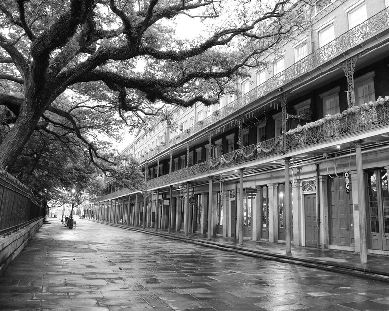 Pu&ograve; includere: Una foto in bianco e nero di una strada fiancheggiata da edifici con balconi e ringhiere in ferro battuto. Un grande albero di quercia fa ombra alla strada. La strada &egrave; vuota.